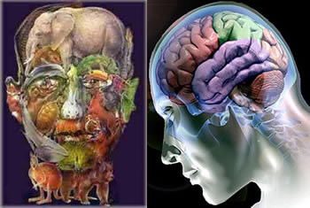 Anatomia y fisiología en Medicina Andina