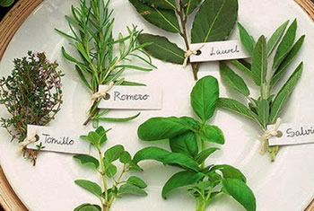 Hierbas medicinales en Medicina Andina
